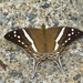 Marpesia crethon - Photo (c) Andrew Neild, μερικά δικαιώματα διατηρούνται (CC BY-NC-ND)