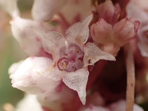 Cuscuta epithymum iNat (3)