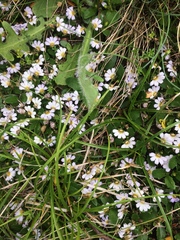 Scaevola hookeri