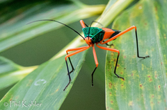 Paryphes