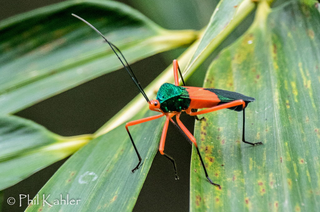 Paryphes validus