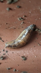 Prophysaon vanattae