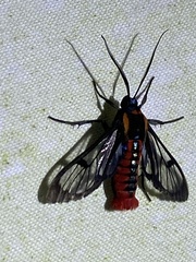 Phoenicoprocta sanguinea image