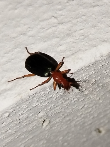 strelček väčší (Brachinus crepitans)