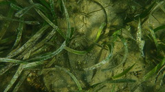 Posidonia australis