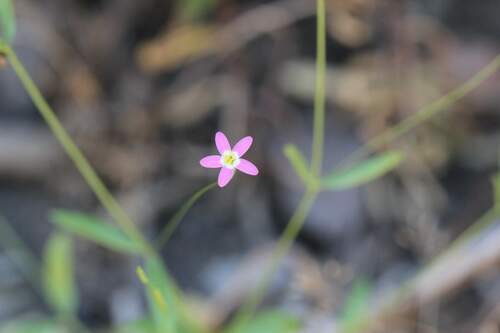 Centaurium cachanlahuen (Centaurium cachanlahuen)