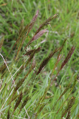 tomka voňavá (Anthoxanthum odoratum)