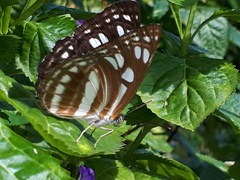 Phaedyma columella singa
