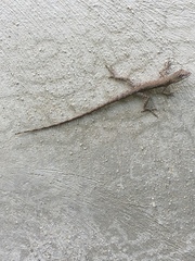 Anolis ustus