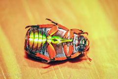 Anoplognathus smaragdinus