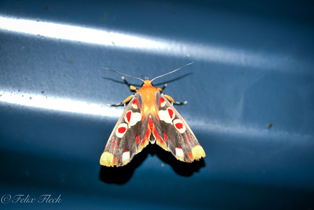 Hypsidia