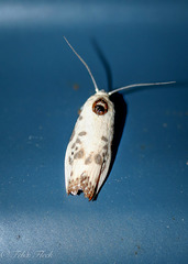 Arignota stercorata