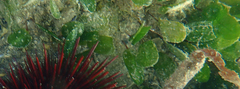 Halophila ovalis