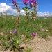 Astragalus davuricus - Photo (c) Aleksandr Ebel, some rights reserved (CC BY-NC), uploaded by Aleksandr Ebel