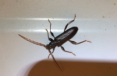 Callidiopis scutellaris