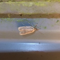 Agonopterix umbellana