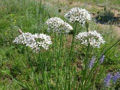 Allium ramosum
