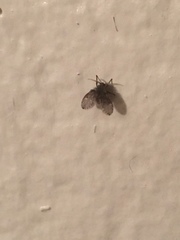 Clogmia albipunctata