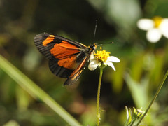 Acraea goetzei