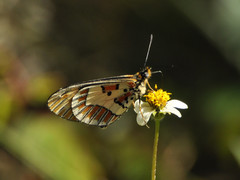 Acraea goetzei