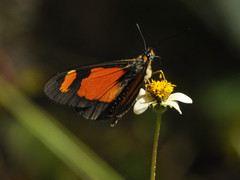 Acraea goetzei