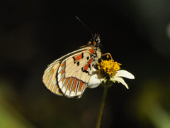 Acraea goetzei