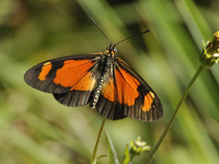 Acraea goetzei