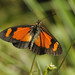 Acraea goetzei - Photo (c) Seth Musker, some rights reserved (CC BY), uploaded by Seth Musker