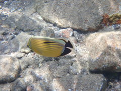 Chaetodon austriacus