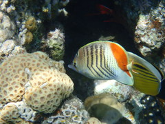 Chaetodon paucifasciatus