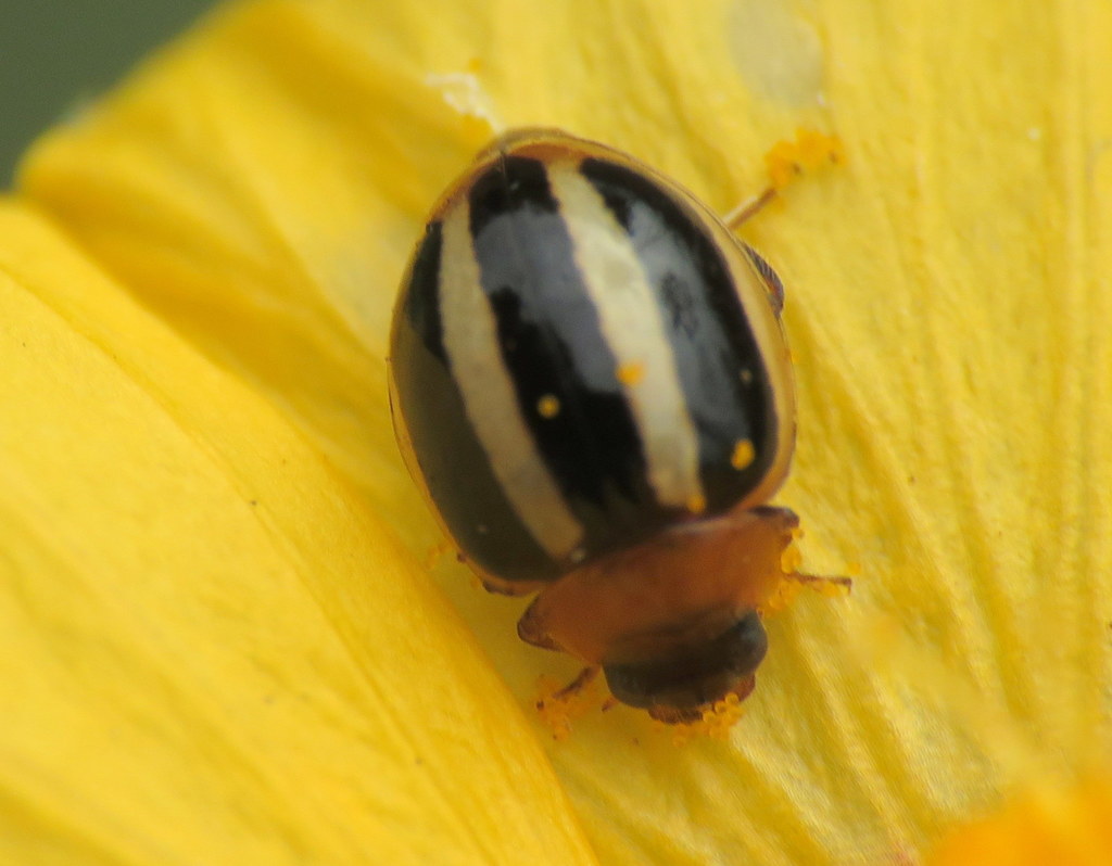Three-striped Lady Beetle