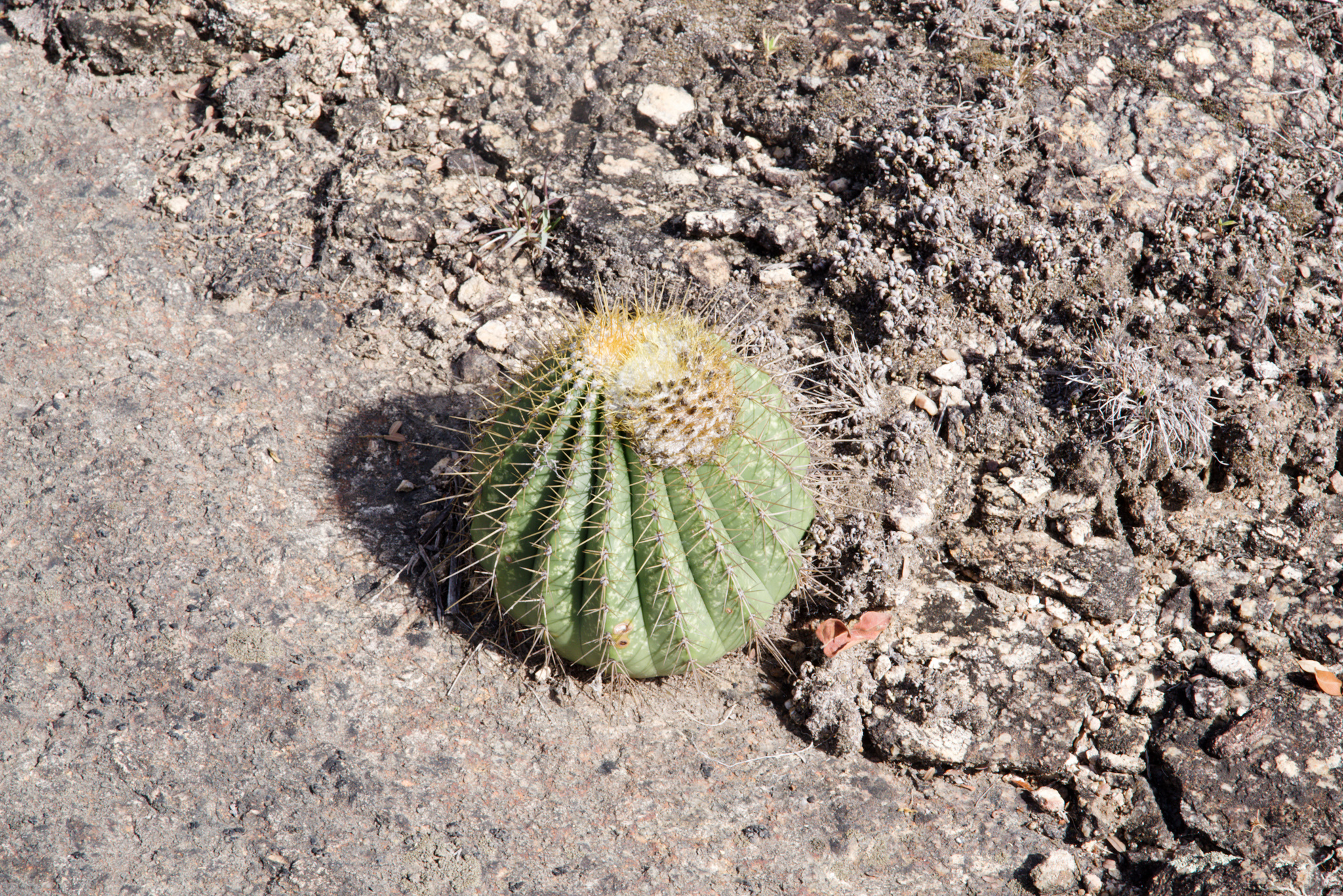 Coleocephalocereus aureus