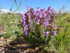 Dracocephalum fruticulosum