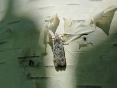 Anacampsis populella