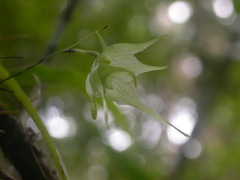 Aeranthes aemula