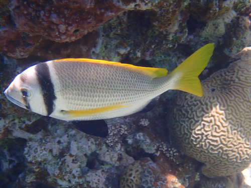 Doublebar seabream (Acanthopagrus bifasciatus) — Sparidae — 4