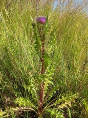 Cirsium acaule esculentum