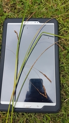 Carex longebrachiata