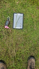 Carex longebrachiata