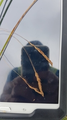 Carex longebrachiata