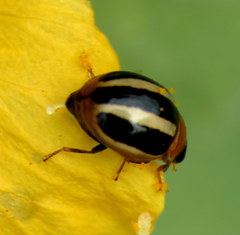 Brumoides suturalis