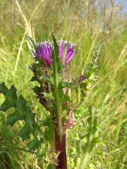 Cirsium acaule esculentum