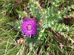 Cirsium acaule esculentum