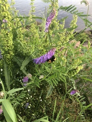 Bombus borealis image