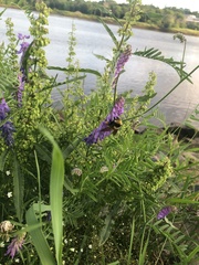 Bombus borealis image