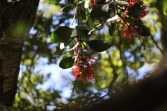 Peraxilla colensoi