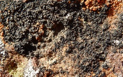 Enchylium polycarpon