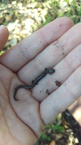 iNaturalist observation photo of Black-bellied Slender Salamander