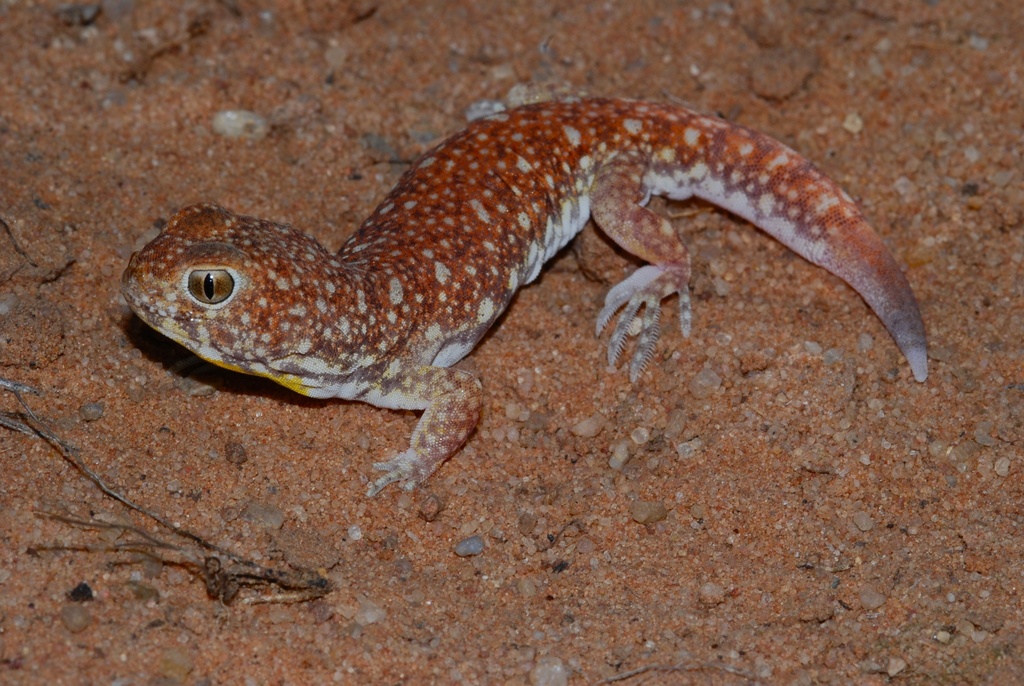 Common Barking Gecko