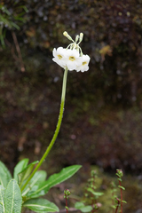 Primula obliqua
